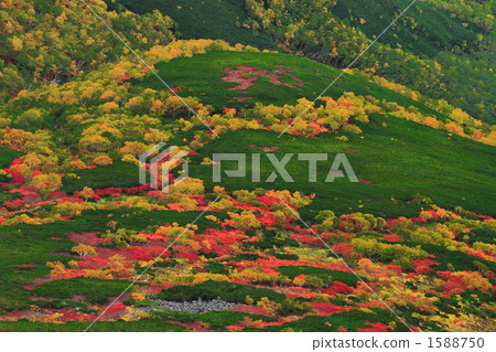 Autumn leaves of Mt. Taisetsuyama Autumn leaves of Mt. Taisetsuyama 1588750