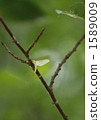 shimmer, neuroptera, bug 1589009