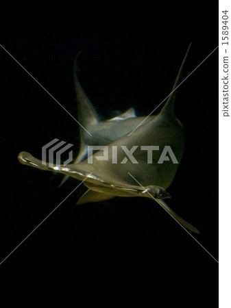 fish of the sea, brash, shark 1589404