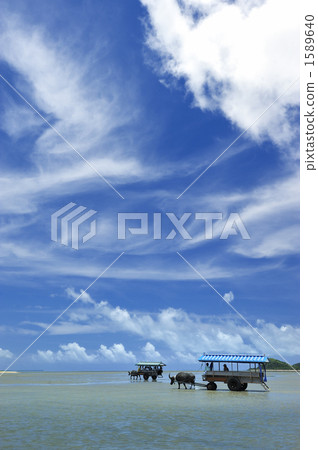 Iriomote Island / buffalo car 1589640