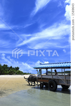 Iriomote Island / buffalo car 1589643