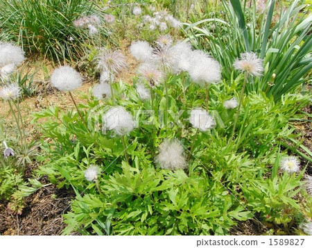 Okinawa Okinawa 1589827