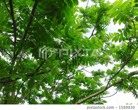 Onigurumi葉子 1589830