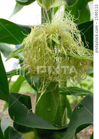 corn, grain, beard 1590113