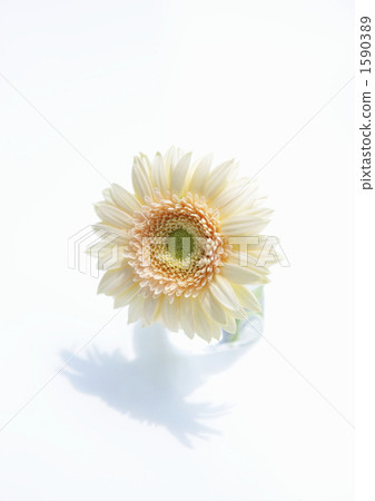 米色非洲菊鮮花 1590389