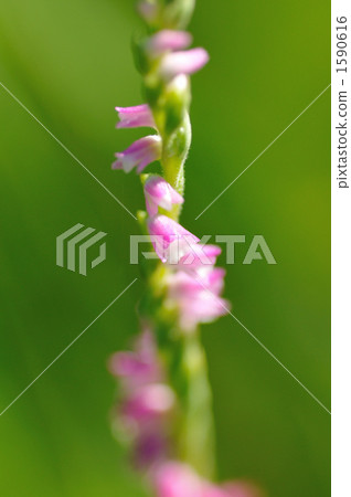 中國地生蘭 綬草 綠色背景 1590616