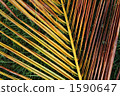 棕櫚葉 1590647