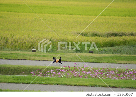 A dog walking in a rice paddy field A dog walking in a rice paddy field 1591007