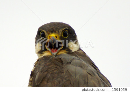 威脅 威脅 1591059