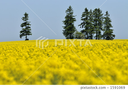 強姦開花開花的小山 1591069