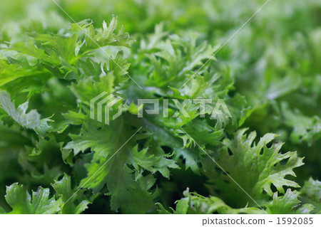綠色新鮮的芥末菜 綠色新鮮的芥末菜 1592085