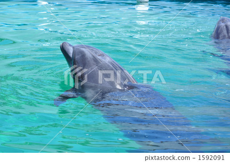 游泳海豚 1592091