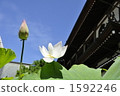 The lotus of Kenchoji, lotus. 1592246