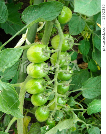 Immature tomato 1592383