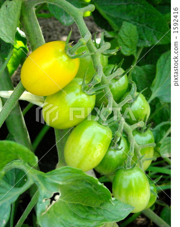Mini tomato at home garden 1592416