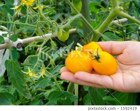 Yellow mini tomato harvest 1592419