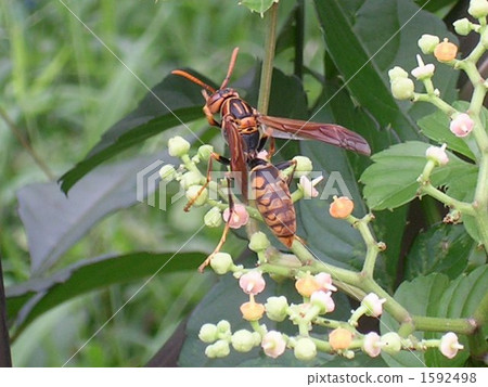 Polistes jokahamae Polistes jokahamae 1592498