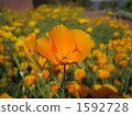 california poppy, botanic, botanical 1592728