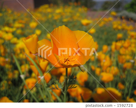 california poppy, botanic, botanical 1592728