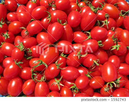 I took a picture of a sweet mini tomatoes that were ripened in farmers in Ibaraki prefecture. 1592743