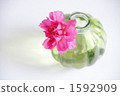 Carnation  1592909