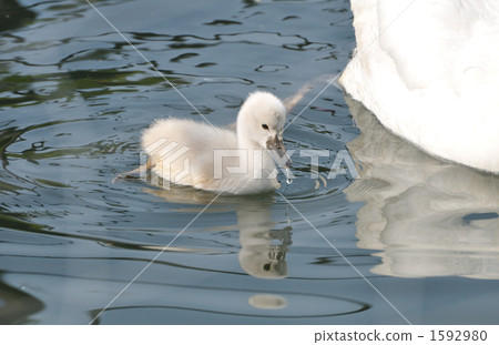 Swan parent and child Swan parent and child 1592980