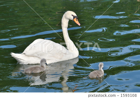 Swan parent and child 1593108
