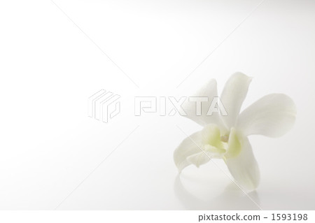 白色的 1593198