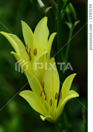 每日莉莉 淡黃 淡黃色 1593249