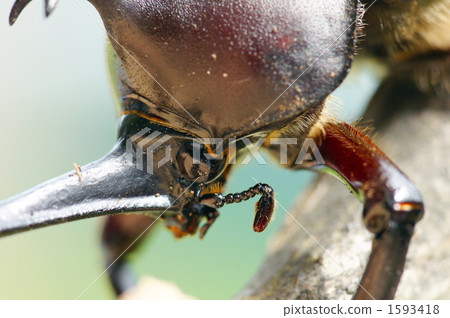 Beetle Beetle 1593418