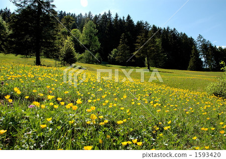 Flower garden Flower garden 1593420