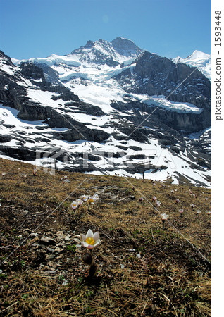 Jungfrau Jungfrau 1593448