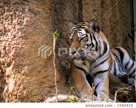 A tiger A tiger 1593458