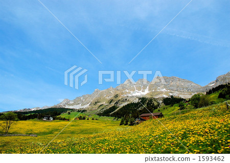 Flower garden Flower garden 1593462
