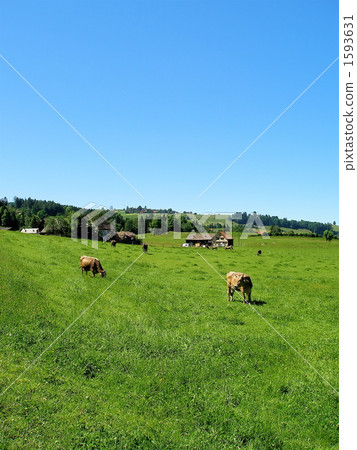 牧場 牧場 1593631
