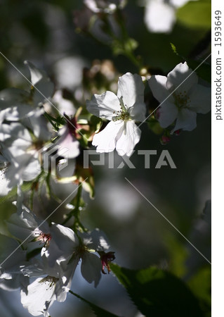 櫻花 櫻 賞櫻 1593649