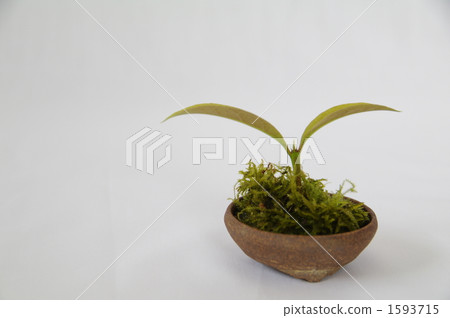 Sprout from a small bowl Sprout from a small bowl 1593715