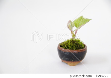 Sprout from a small bowl Sprout from a small bowl 1593722