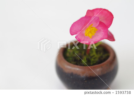 A flower inserted in a small bowl A flower inserted in a small bowl 1593738