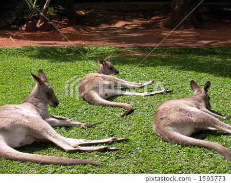 三兄弟?袋鼠 三兄弟?袋鼠 1593773