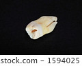 智慧茶 1594025