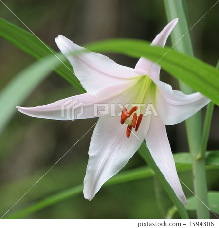 莎莎尤里 1594306