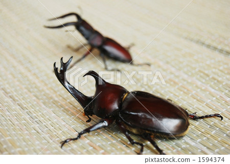 鍬形蟲 雄性 頭巾 1594374