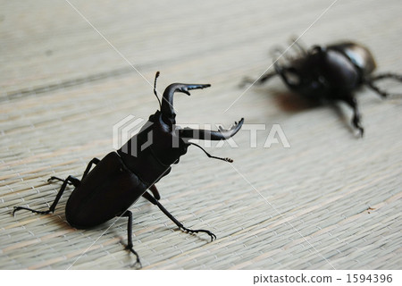 甲殼蟲 鋸齒狀的鹿角甲蟲 雄性 1594396