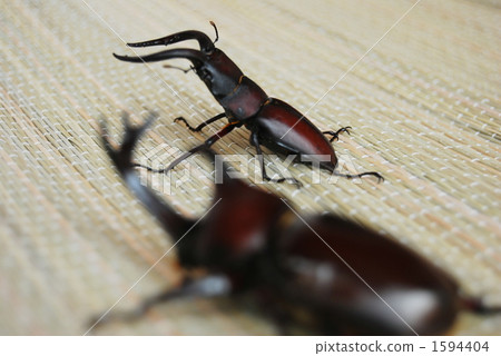 鍬形蟲 雄性 頭巾 1594404