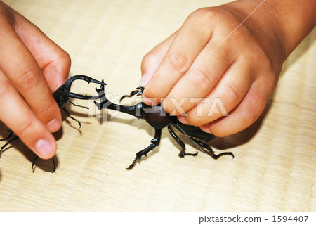 甲殼蟲 鋸齒狀的鹿角甲蟲 手 1594407