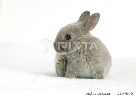 baby rabbit, The Netherlands, rabbit 1594666