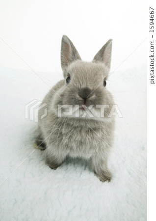 baby rabbit, The Netherlands, rabbit 1594667