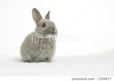 indoor, an egg, netherland dwarf 1594677