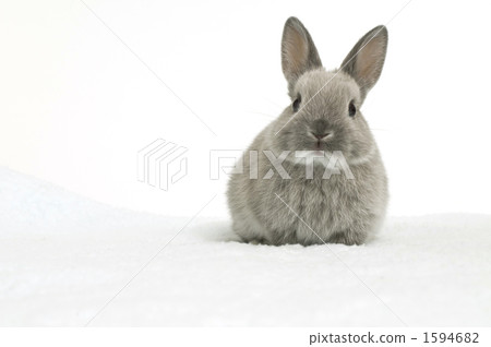 baby rabbit, The Netherlands, rabbit 1594682